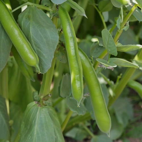 Broad Bean The Sutton